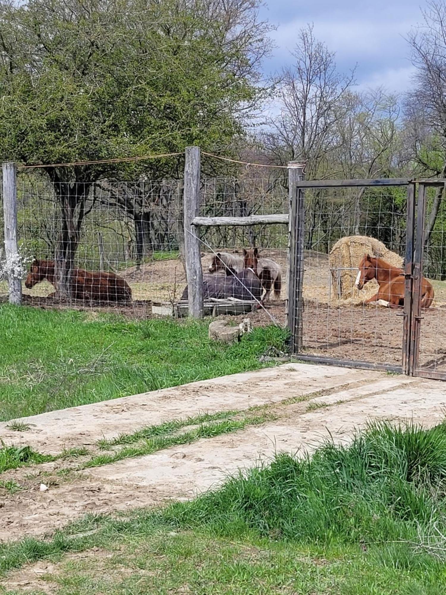 Tótvár lovas szálláshely Kovagotottos Esterno foto